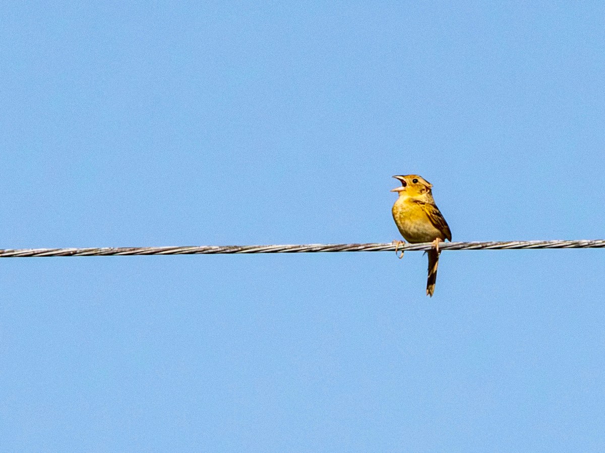 We found bobolinks aplenty, with a grasshopper sparrow&nbsp;bonus