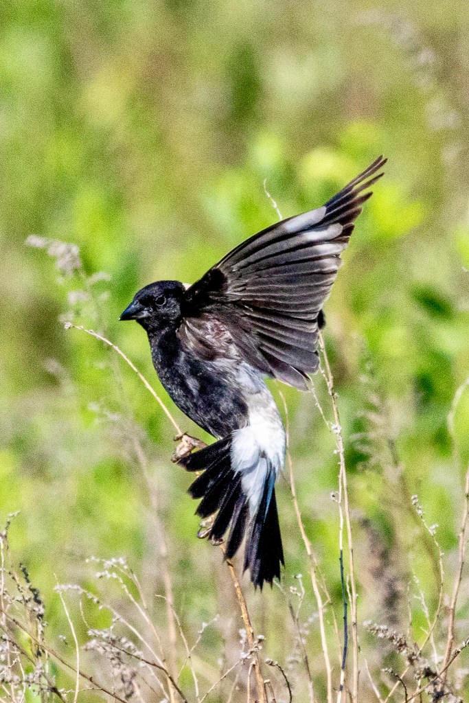 Male bobolink, wings outstretched, lands on a stalk of grass.