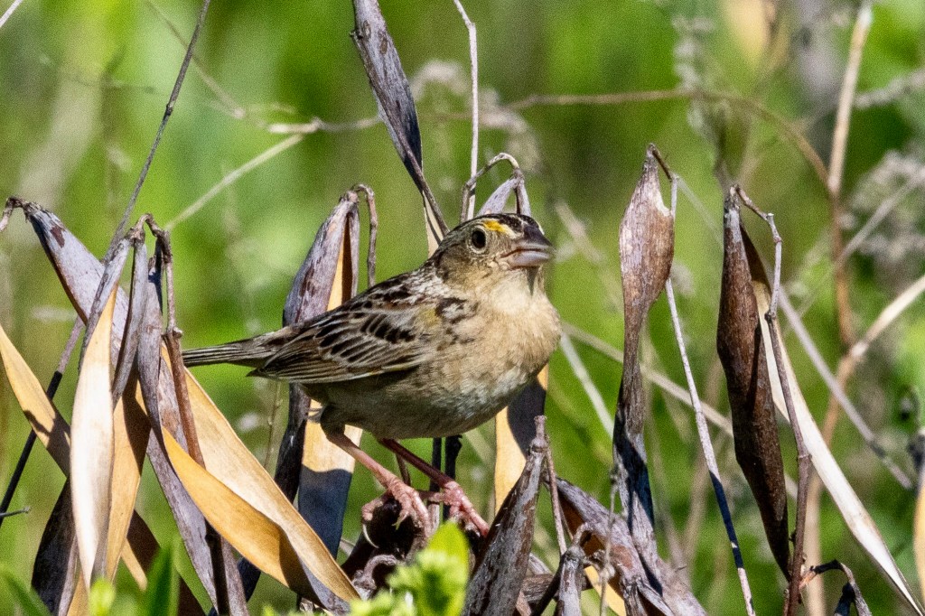 Grasshopper sparrow perched in the grasses.