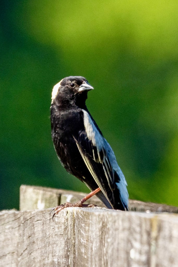 Male bobolink perched atop a fence slat.