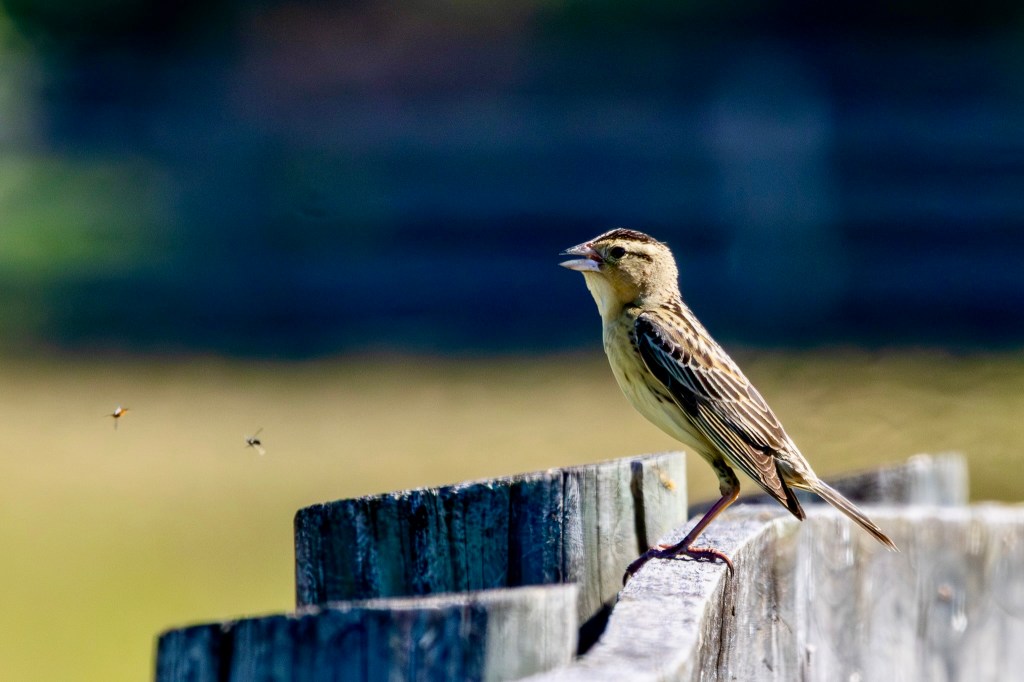 A tan and light yellow feamle bobolink perhes on a grayish wood fece with green grass in the background and a couple of flying insects to the left of her.