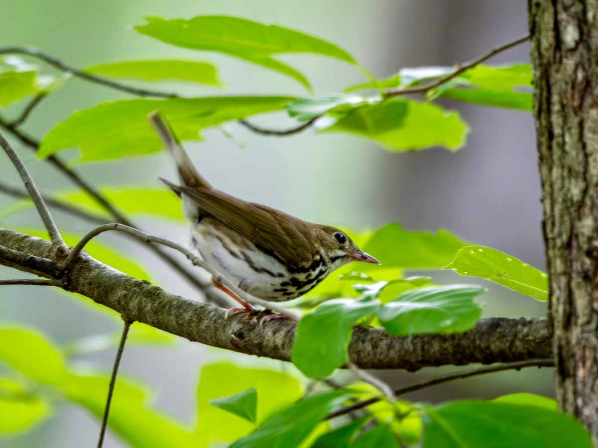 Ovenbirds: loud and lovely&nbsp;warblers