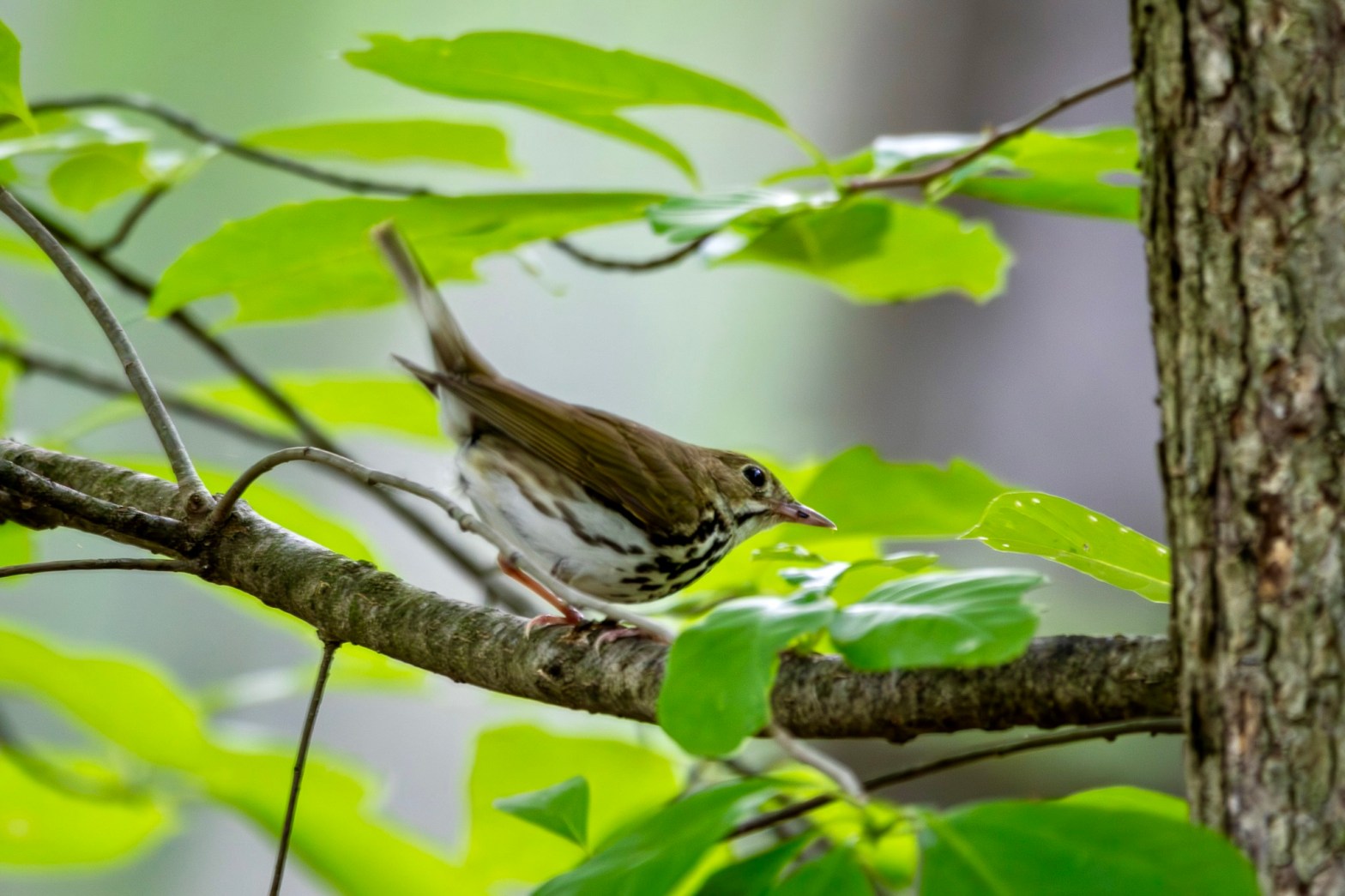 An ovenbird leans forward on a horizontal tree branch. Green leaves are behind and above the bird, which has streaks of brown on its white breast and a white eye ring.