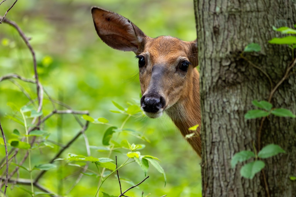 A young deer peeks around the trunk of a tree, with green leaves in front of its face.