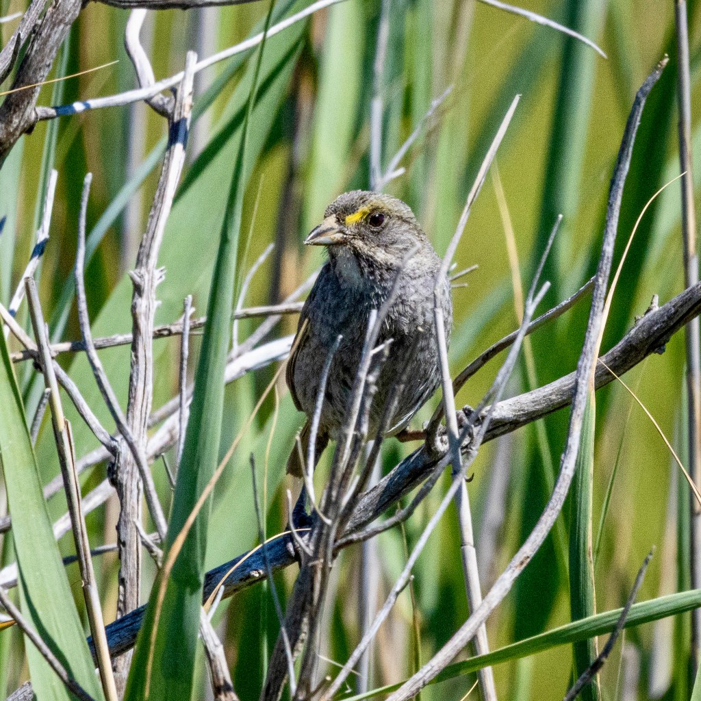 A seaside sparrow perches in tall grasses. 