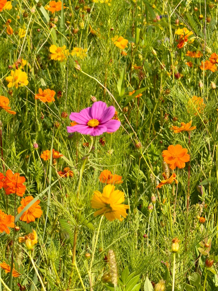 A pink garden cosmos flower (with a yellow center) is surrounded by orange and yellow flowers in a field of grassy plants.