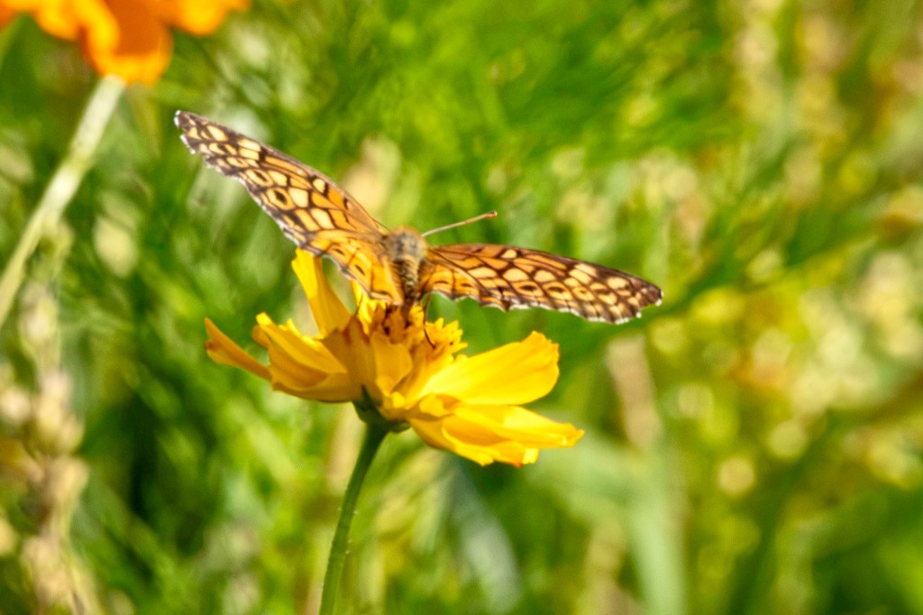 Yellow and black patterened variegated fritillary butterfly lands on an orange flower blossom.