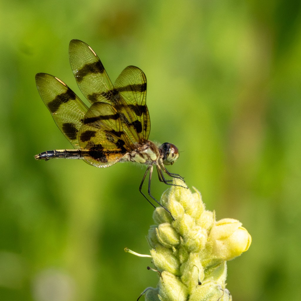 Dragonfly with clear wings with black stripes latches on to the top of a mullein plant with yellow blossoms.