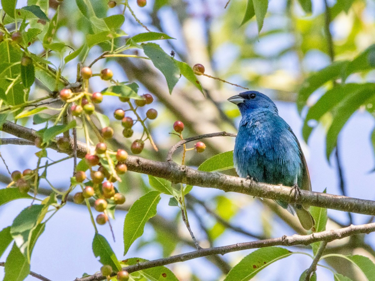 Indigo buntings a-go-go at Assunpink&nbsp;WMA