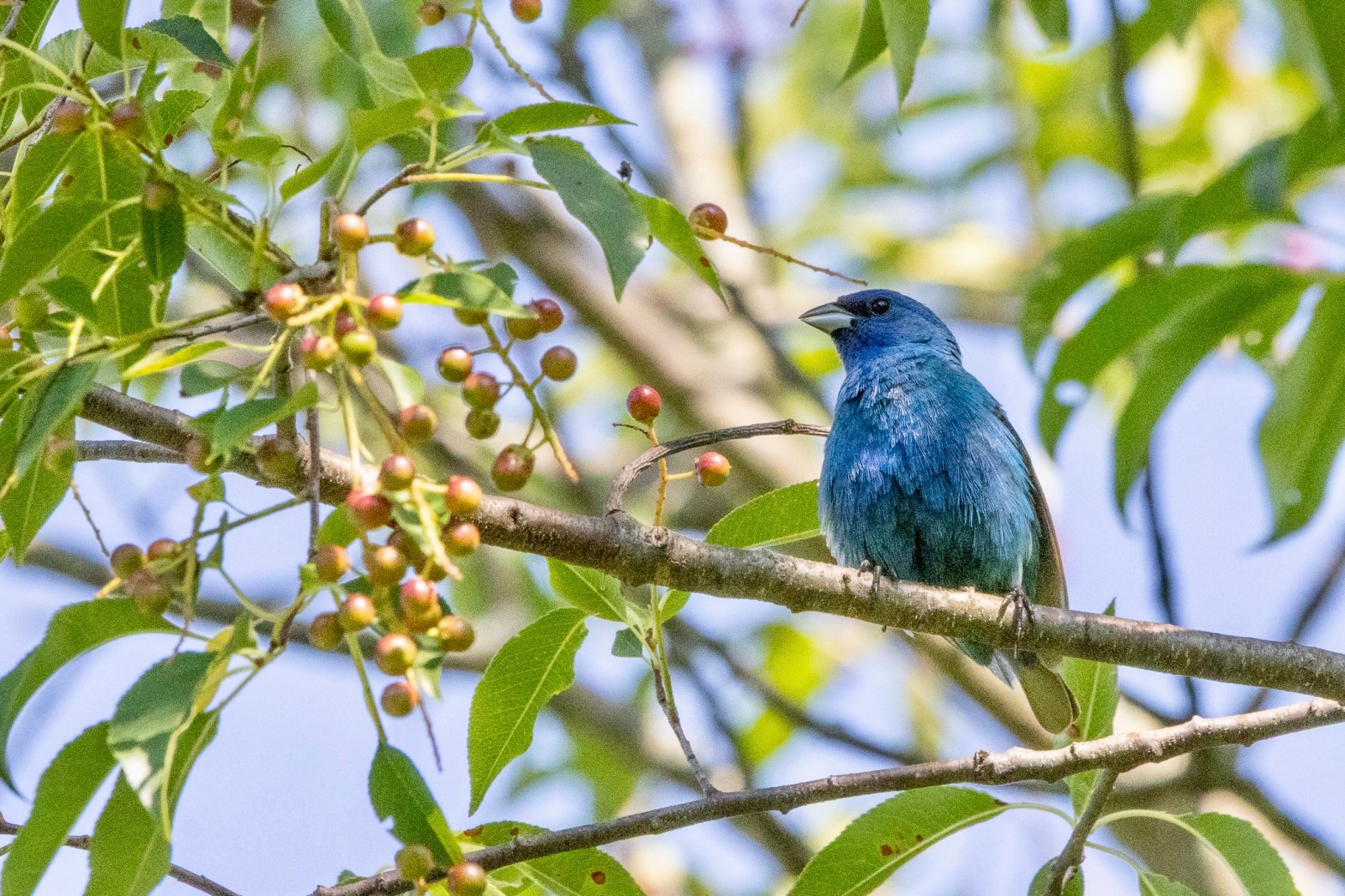 A deep blue indigo bunting sits on a tree branch near red mulberries.