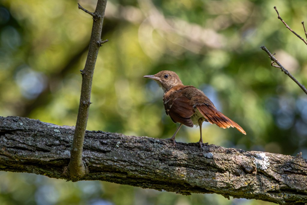 A brown thrasher sits on a fat tree branch. The bird is grown, with a prominent beak and a slim tan eye ring.