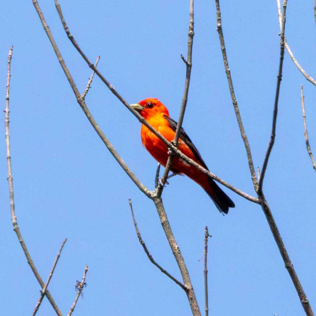 A male scarlet tanager perches on one of several bare branches atop a tree. The bird is a brilliant red with black wings and tail and a gray beak.