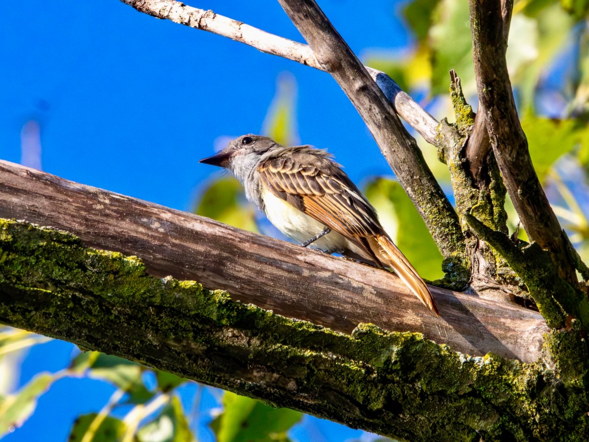 At last, I get a great crested flycatcher in my&nbsp;viewfinder