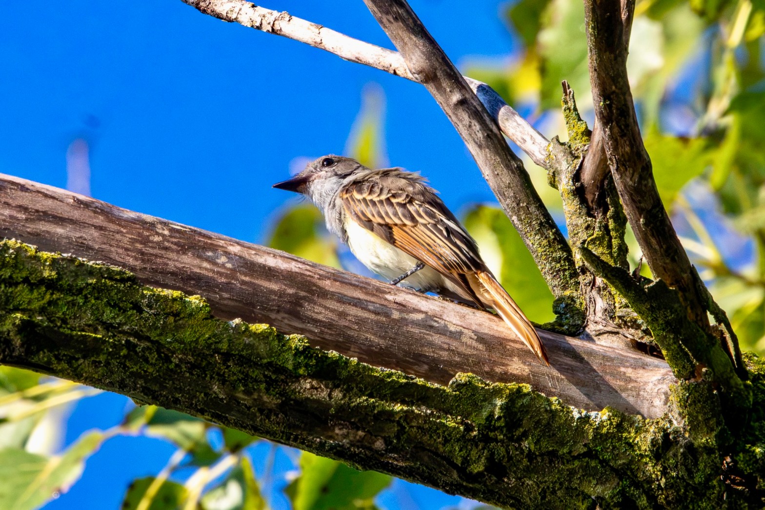Great crested flycatcher perched on a thick tree branch. The slender bird has a pale yellow breast and brown wings and long tail.