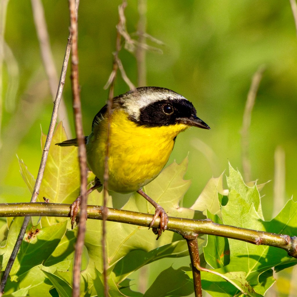 A male common yellowthroat leans forward slightly while perched on a horizontal green tree branch with green leaves behind him.