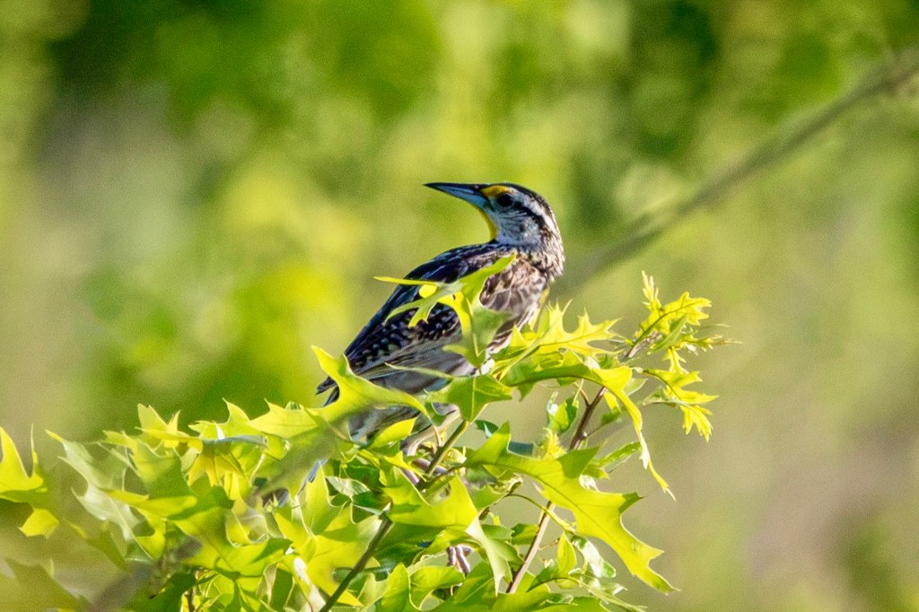 An Eastern meadowlark looks back as it perches on a small branch in front of other branches with many green leaves.