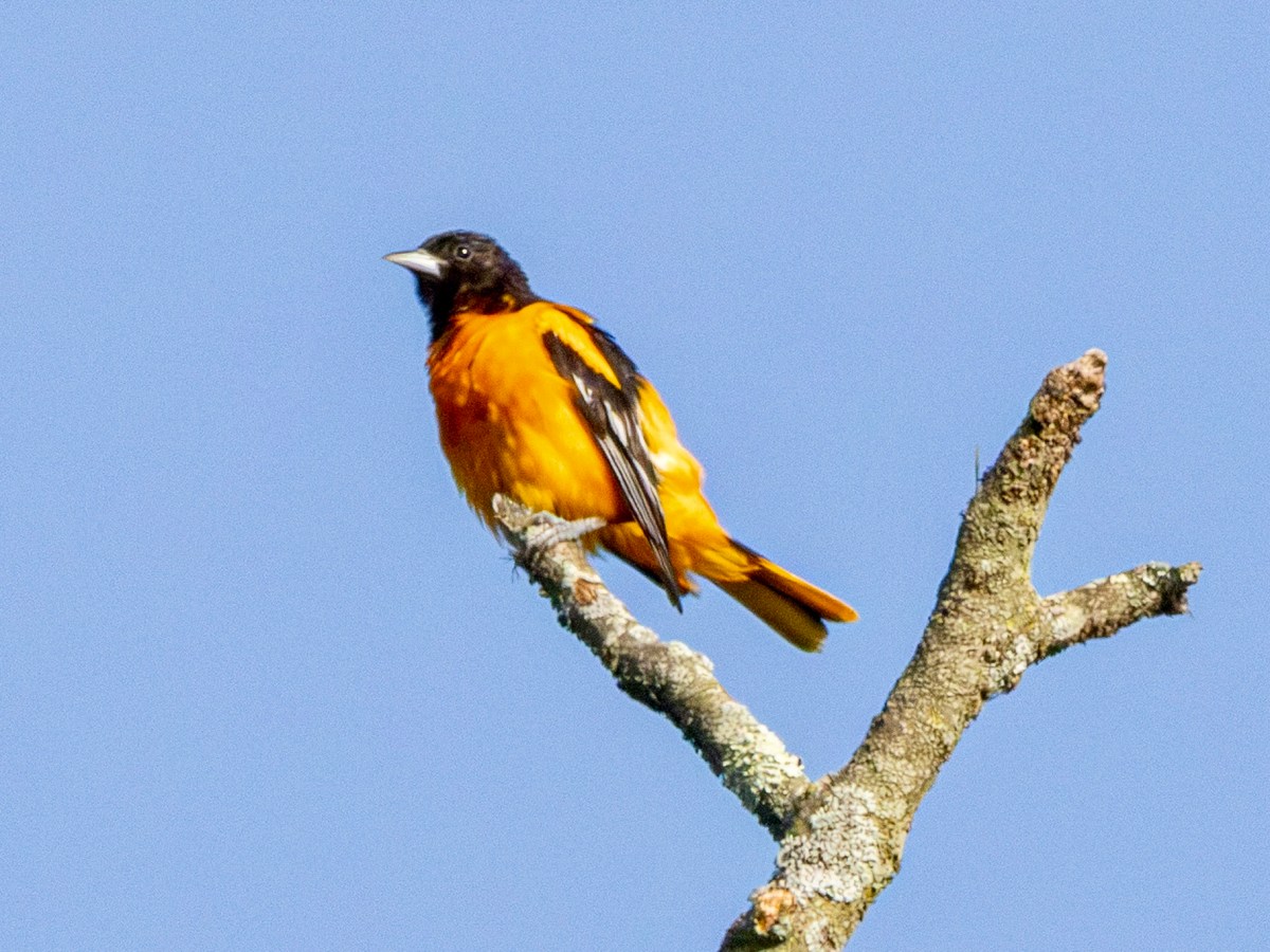 Retirement means more time for&nbsp;birding!
