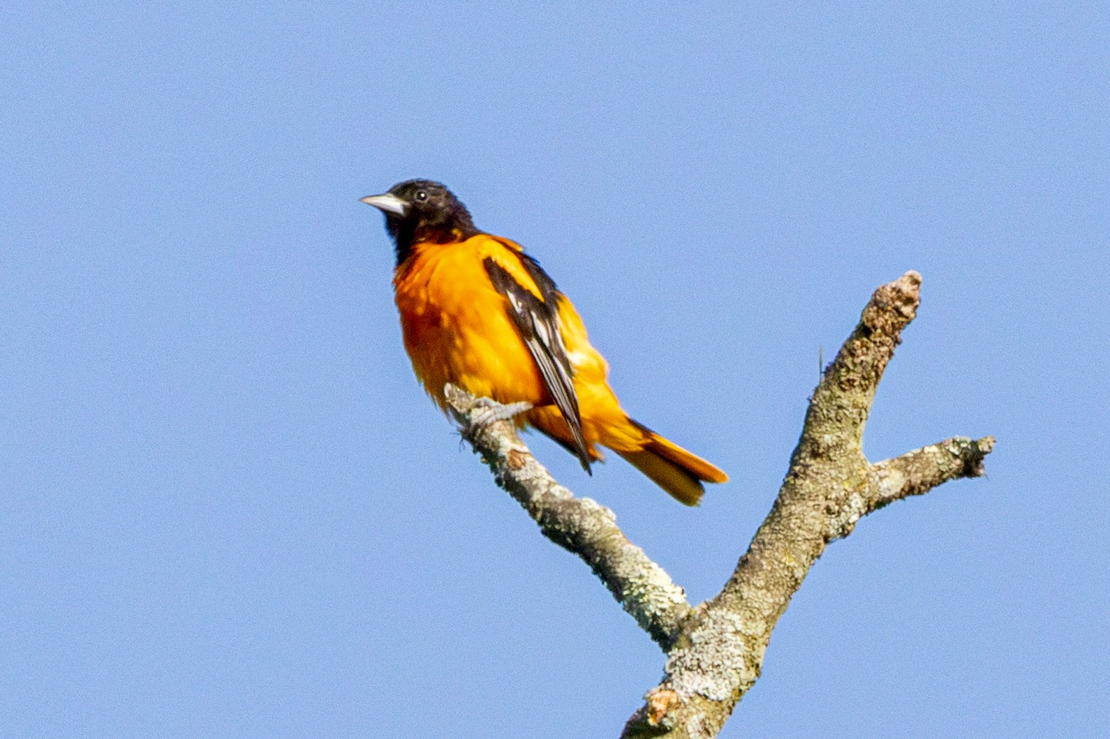 A male Baltimore perches on a treetop branch.