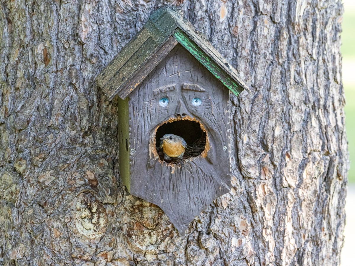 New neighbors: the bluebirds out&nbsp;back