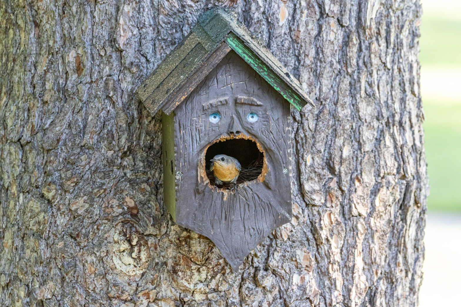 An Eastern bluebird peeks out of the entry hole of a carved wooden bird house that has to eyes to make its front look like a human face.
