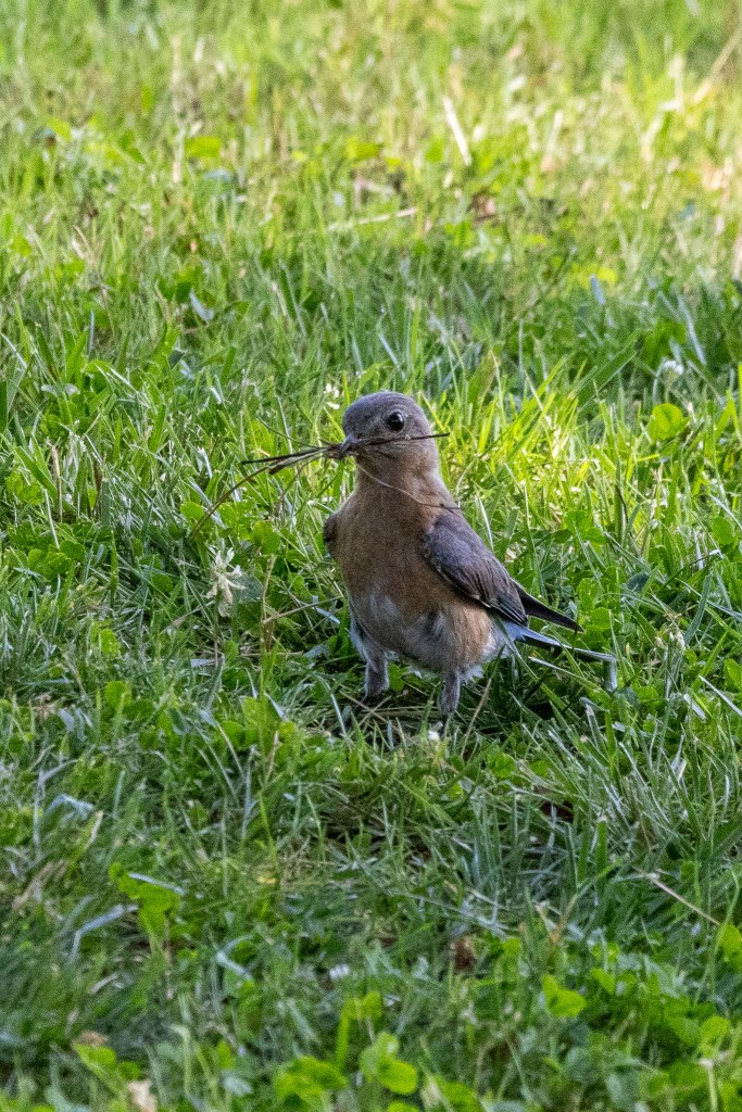 Bluebird on the grass, with twigs in its beak.