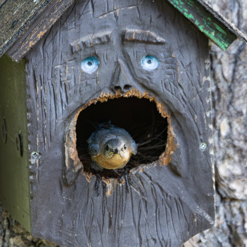 An Eastern bluebird peeks out of the entry hole of a carved wooden bird house that has to eyes to make its front look like a human face.