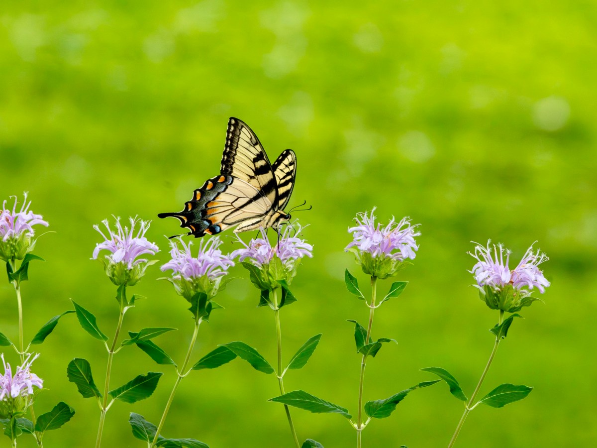 Butterflies and bugs love New Jersey&nbsp;wildflowers