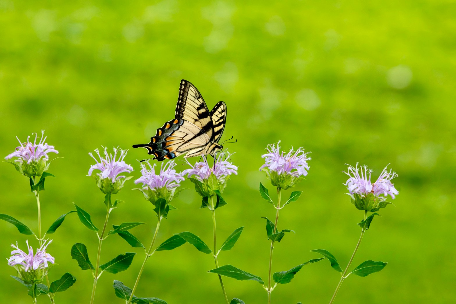 An Eastern tiger swallowtail butterfly -- with black trim on its yellow wings -- lands on a pink wild bergamot blossom.