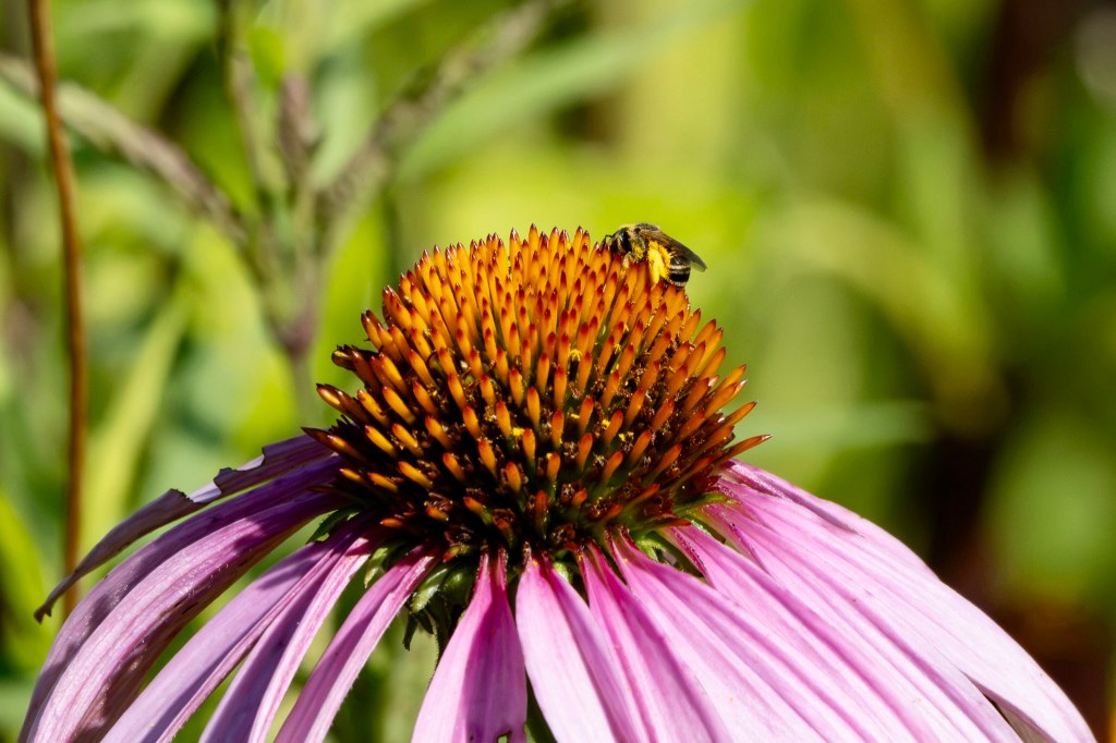 A tiny black and yellow coneflower mining bee digs into the central orange blossom of a coneflower. The flower has longer pink leaves below the round central blossom.