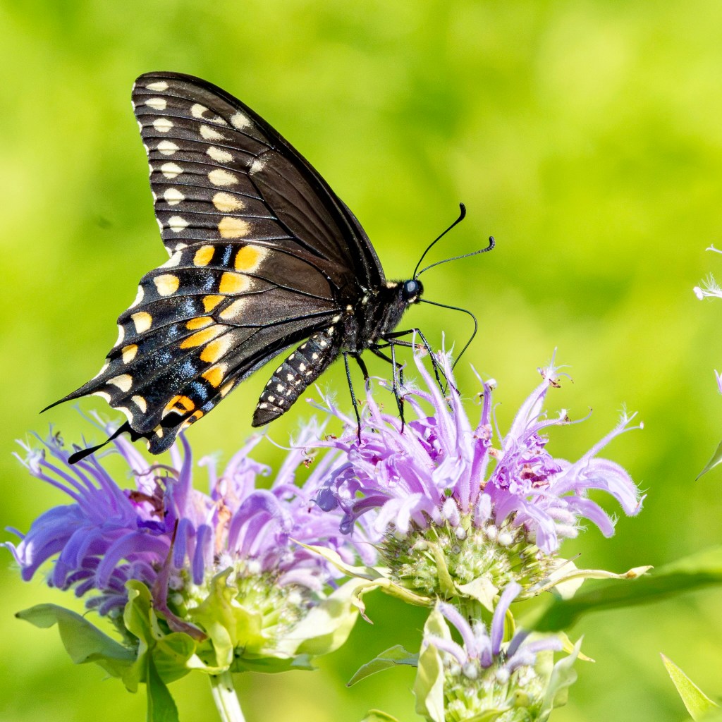 A black swallowtail butterfly (with yellow splotches and a bit of dark blue on its black wings) dips into a pink wild bergamot blossom.