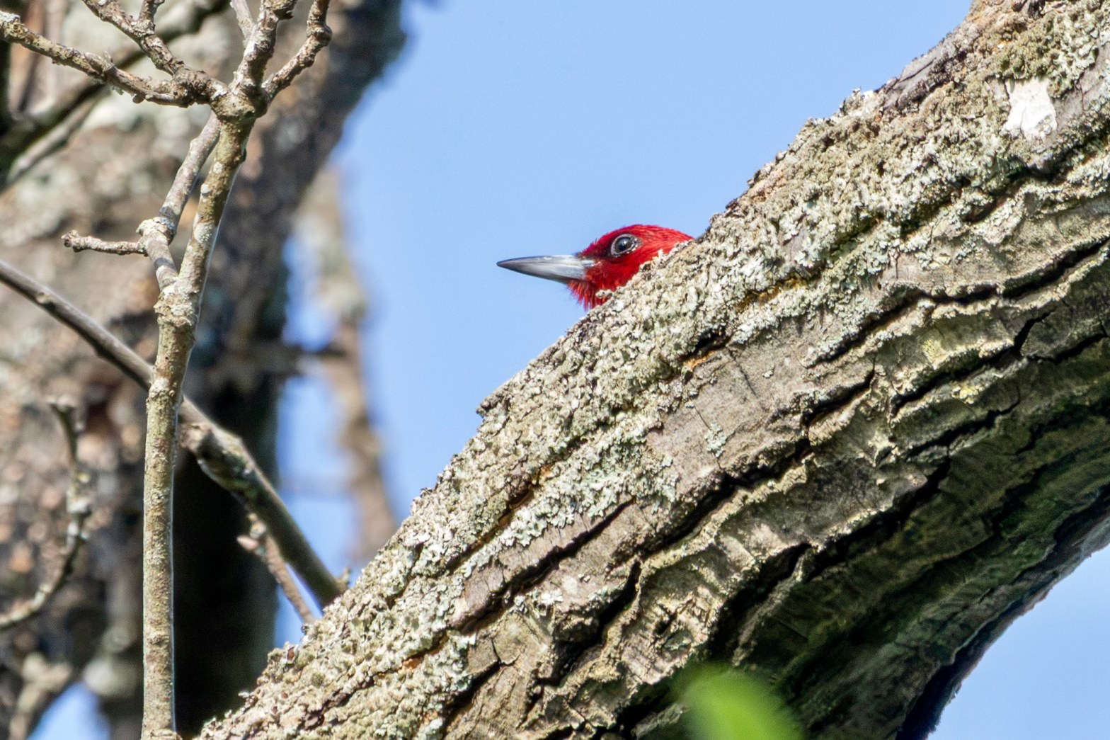 A red-headed woodpecker pokes its head out from behind a thick tree branch.