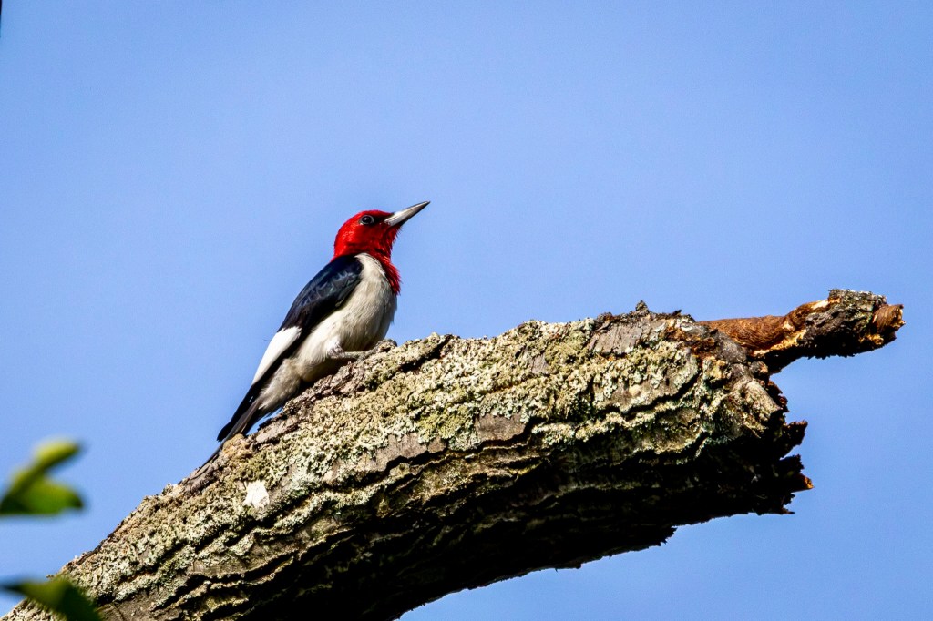 Red-headed woodpecker stretches toward the sky while perched atop a thick, bare tree branch. The bird has a bright red head and a white breast. It has black wings with large white patches on the back halves.
