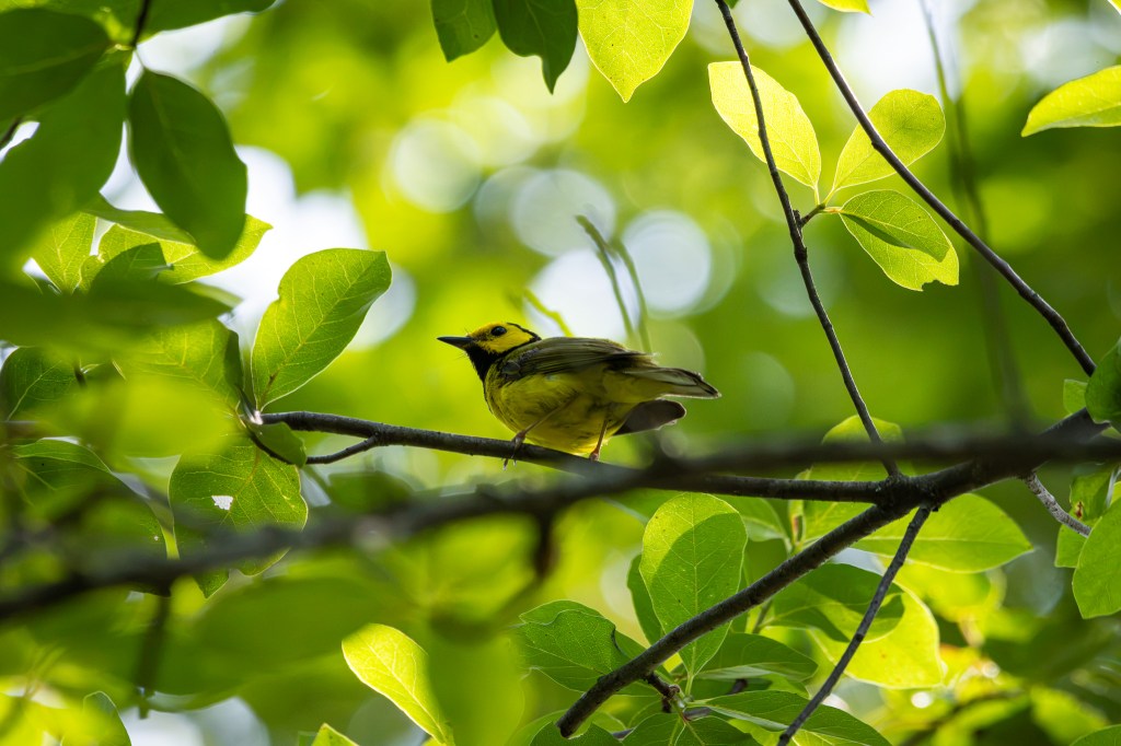 A hooded warbler sits on a tree branch in a gap in green leaves. The bird has a yellow head outlined in black, a yellow breast and greenish wings.
