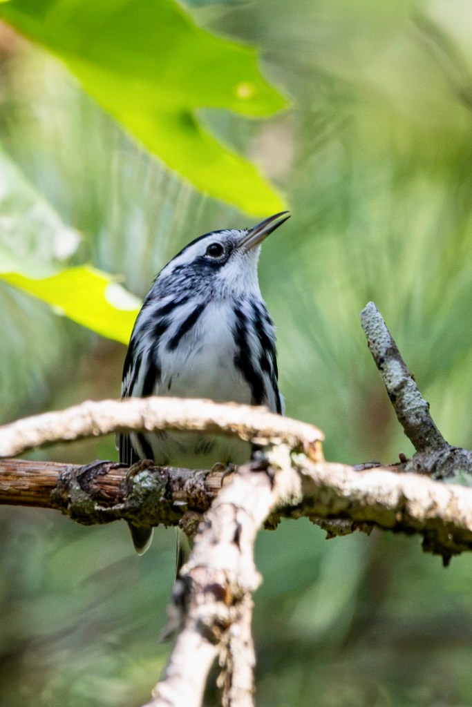 A black-and-white warbler sings from a bare branch.