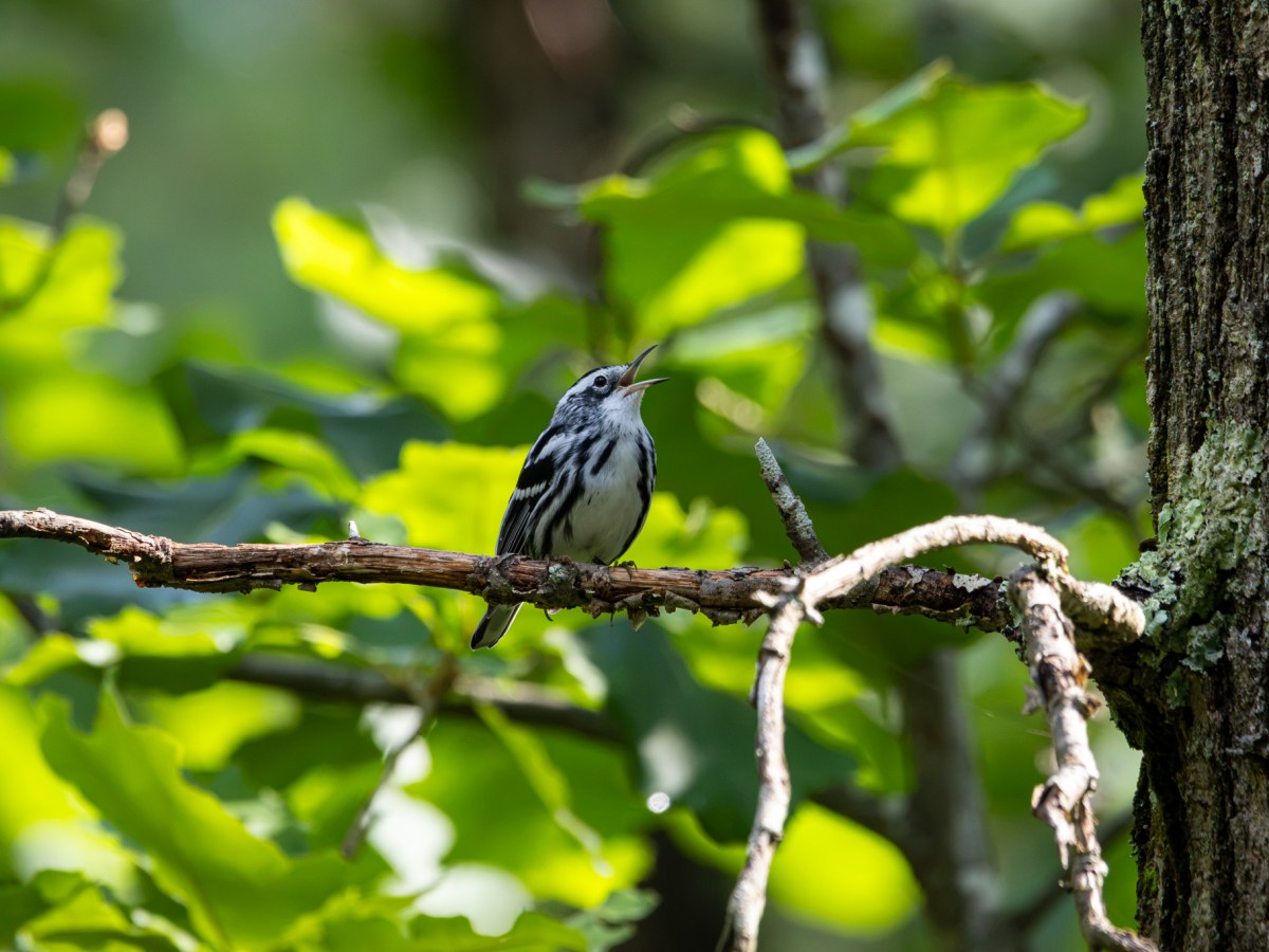 More warblers in the New Jersey Pine&nbsp;Pinelands