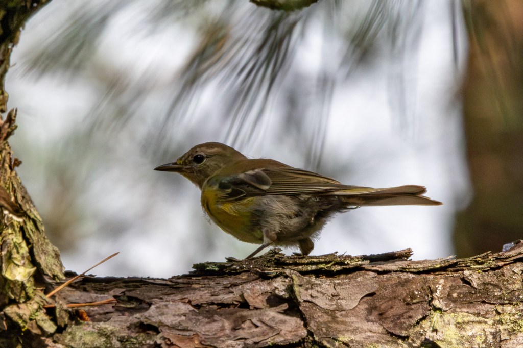 A female pine warbler sits on a thick branch of a pine tree, with pine needles drooping behind her.