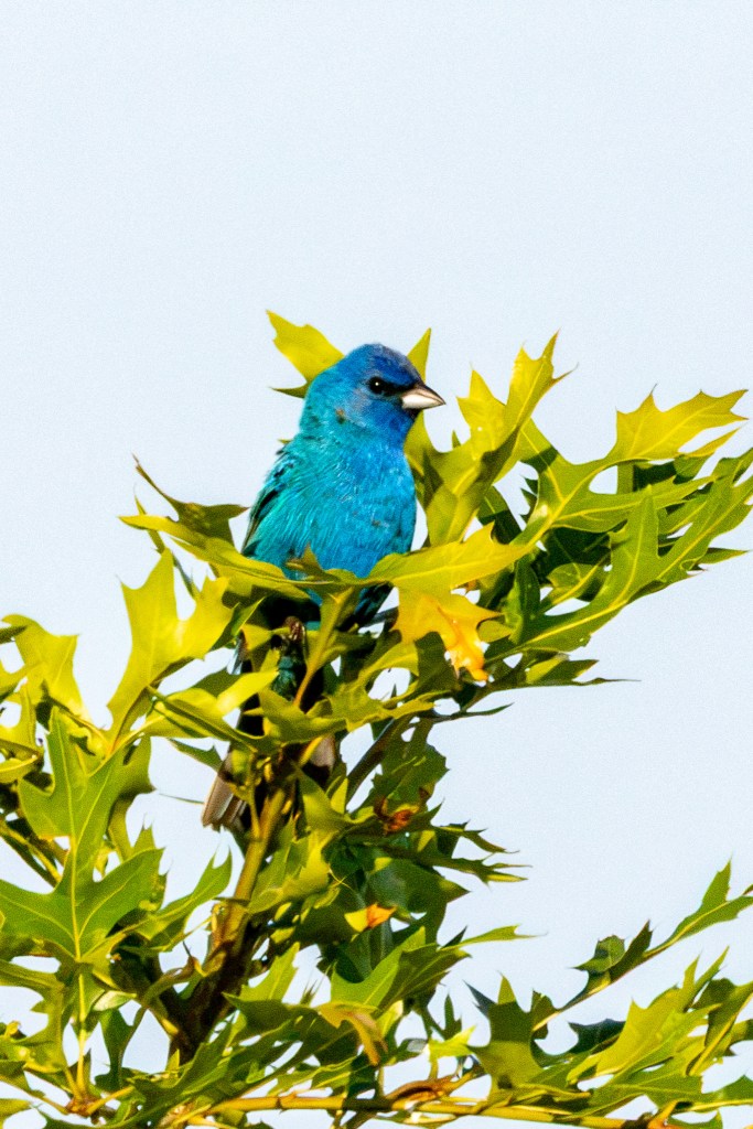 A brilliant blue indigo bunting sits amid green oak leaves atop a tree, with blue sky in the background.