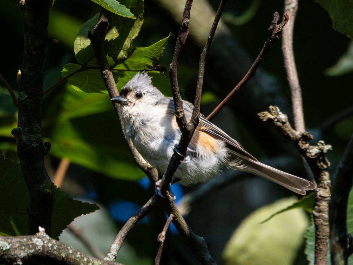 Another routine day of Pole Farm&nbsp;birding