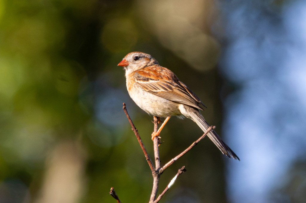 A field sparrow sits on top of a bare branch at the top of a tree. The bird's beak is orange. Its upper wing is a rusty brown and the rest of the wing is dark brown with white accents. Its breast is pale taupe.