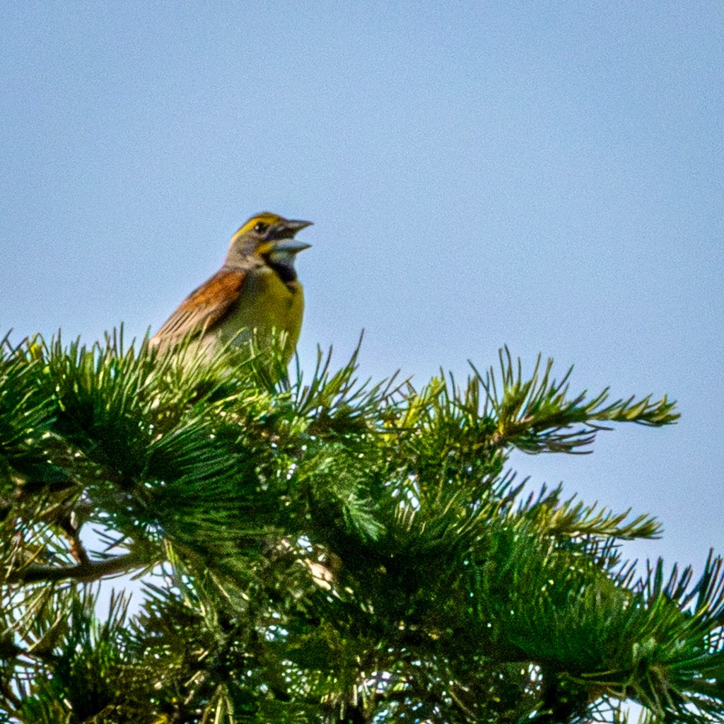 Dickcissel singing from atop an evergreen tree. There's a yellow streak on its head and the upper breast is yellow with black "kerchief."