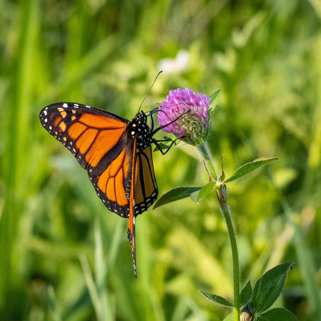 Orange and black monarch butterfly extracts nectar from a round pink thistle blossom.