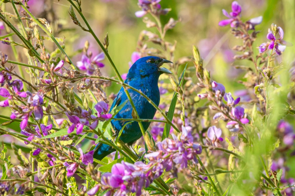 A deep blue indigo bunting 