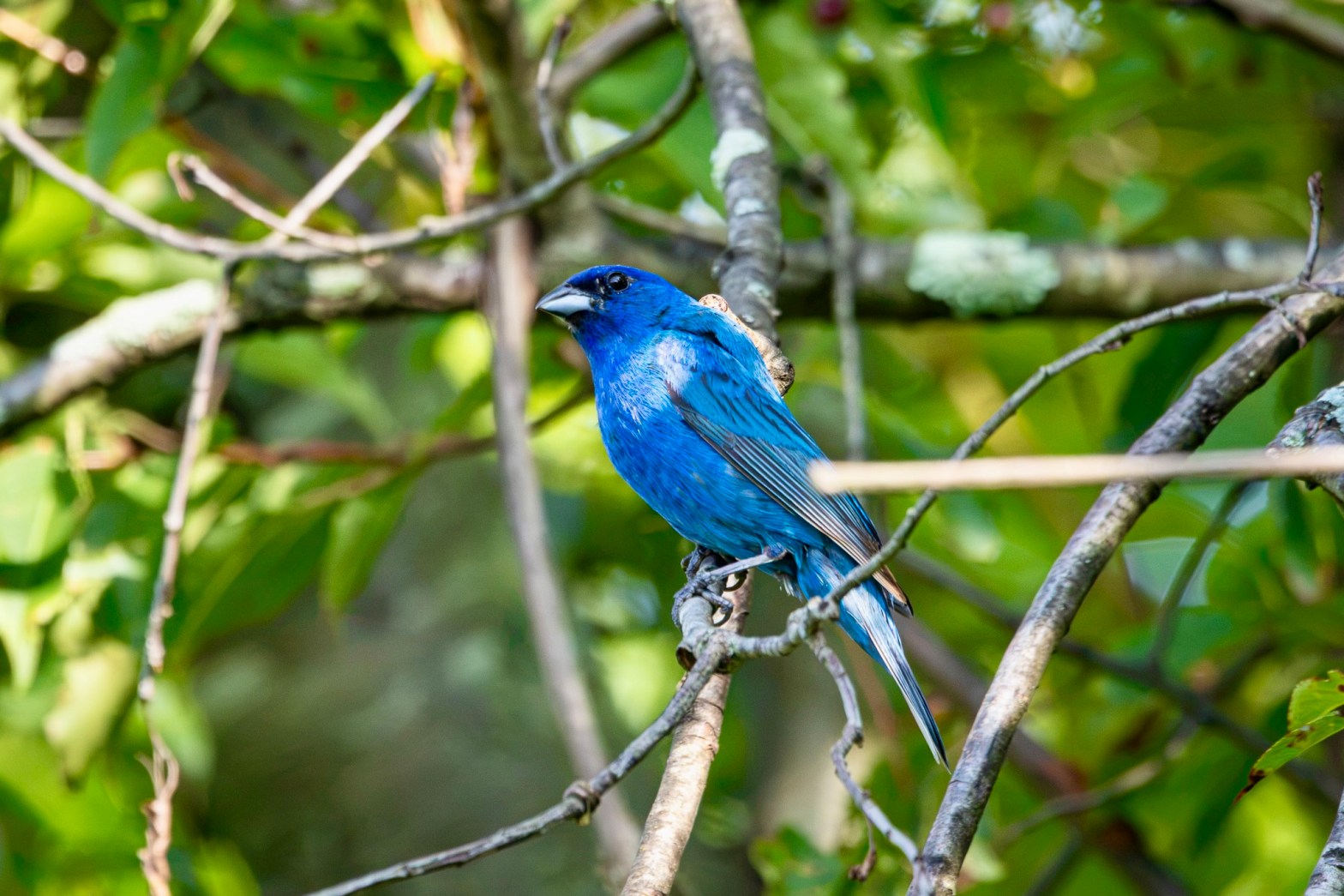 A deep blue indigo bunting perches on a tree branch, with green leaves behind him.