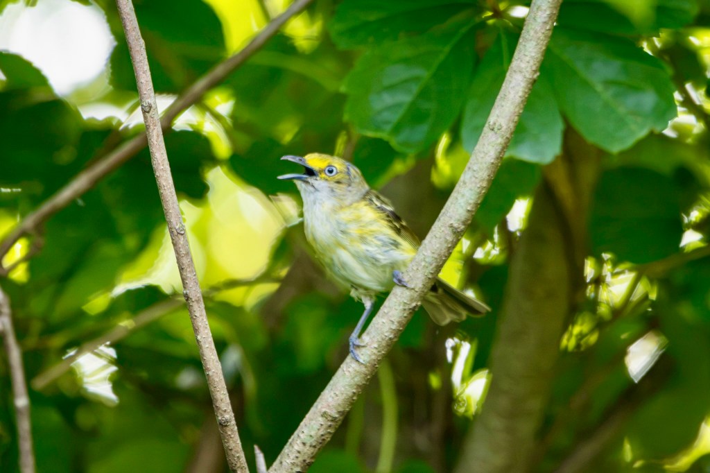 A white eyed vireo sings from a tree branch. The bird has a prominent white eye ring. The upper half of his head is yellow, and its breast is white with a bit of yellow wash. 