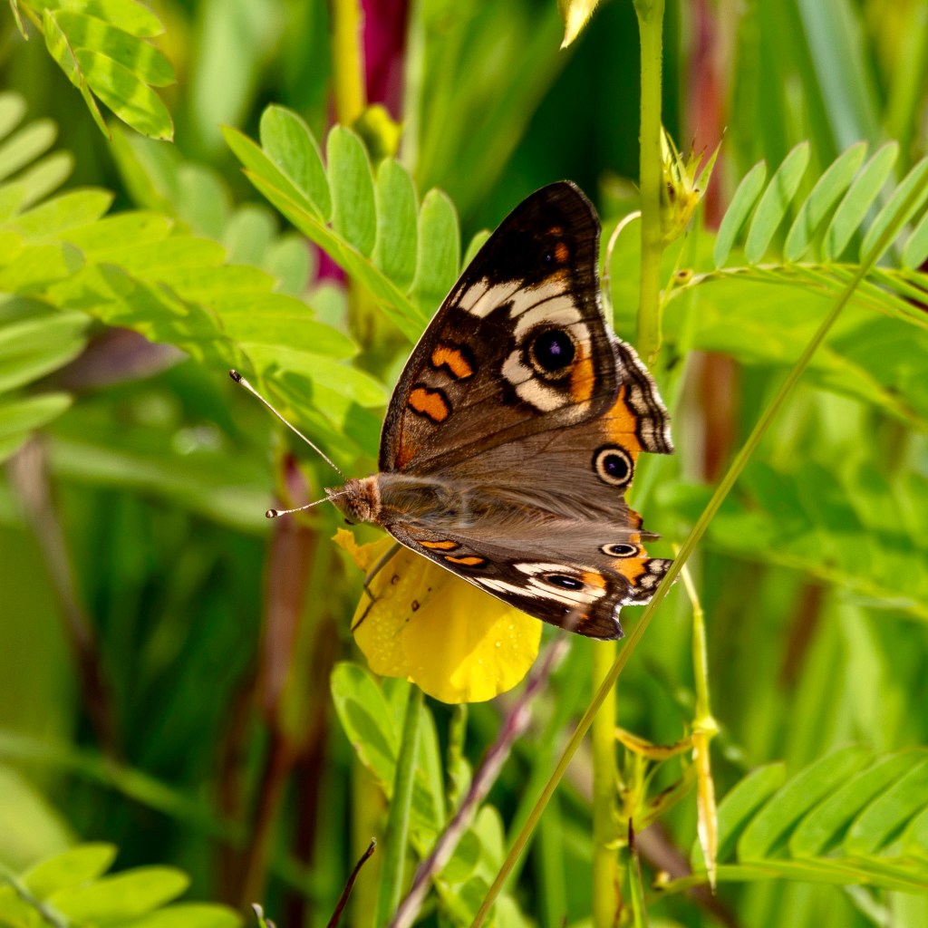 A buckeye butterfly lights on a small yellow blossom. The insect has long antennae with rounded black tips and orange and black spots on its wings.