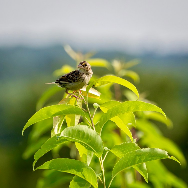 A grasshopper sparrow perches atop a tall plant with long green leaves.