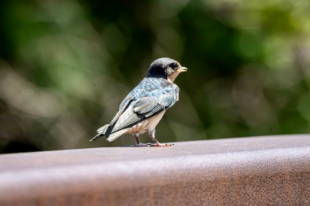 Barn swallow faces away from the camera while standing atop the reddish brown top rail of a bridge.