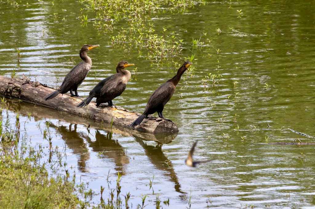 Three double-crested cormorants look out onto the lake while standing on a half-submerged log at the lake's edge. They seem unaware that a barn swallow is flying toward them.
