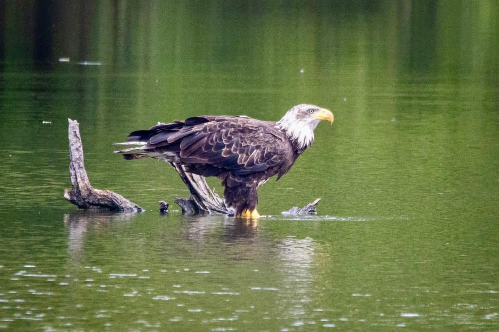 A mature blad eagle, with a white head and yellow talons, stands on log in the lake. A small bead of water is on the tip of the bird's beak.