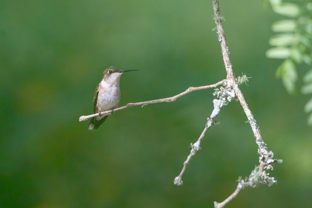 A ruby-throated hummingbird perches on a thin tree branch with greenery in the background.